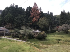 Metasequoia glyptostroboides