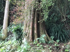 Metasequoia glyptostroboides