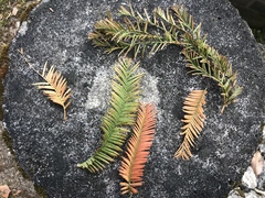 Metasequoia glyptostroboides