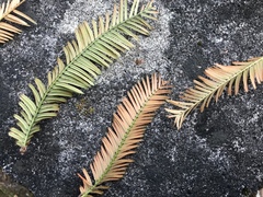 Metasequoia glyptostroboides