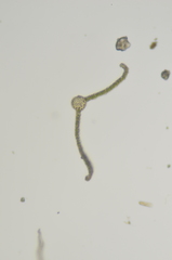Ptychostomum pallescens