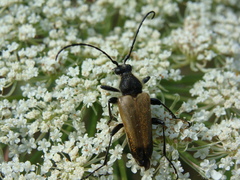 Trigonarthris