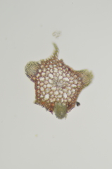 Ptychostomum pallescens