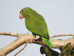 Cobalt-Winged Parakeet photo 2