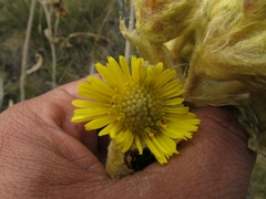 Espeletia grandiflora