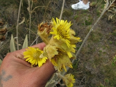 Espeletia grandiflora