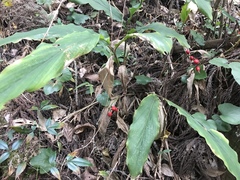 Alpinia japonica