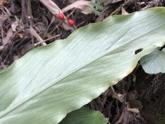 Alpinia japonica