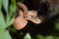 Pareas carinatus