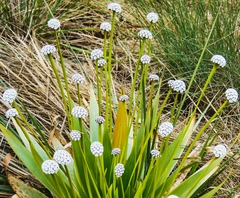 Paepalanthus lundii
