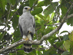 Grey-Lined Hawk photo 4