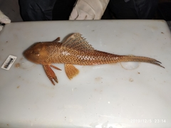 Aphanotorulus emarginatus