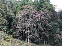 Diospyros kaki