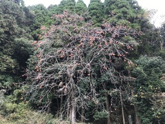 Diospyros kaki