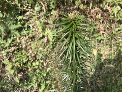 Cunninghamia lanceolata