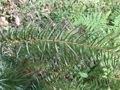Cunninghamia lanceolata