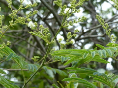 Senegalia polyphylla