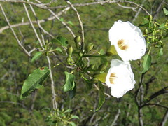 Ipomoea intrapilosa