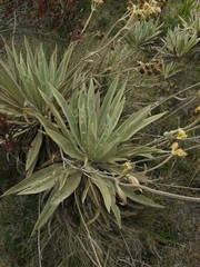Espeletia grandiflora