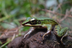 Odorrana hosii