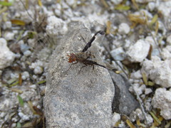 Diacrita costalis