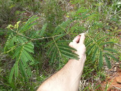 Senegalia polyphylla