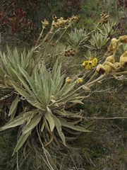 Espeletia grandiflora