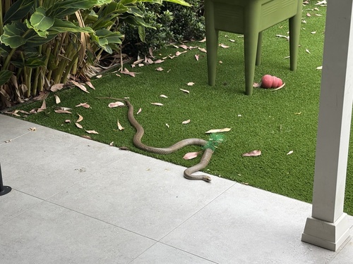 Eastern Brown Snake sighting