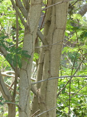 Senegalia polyphylla