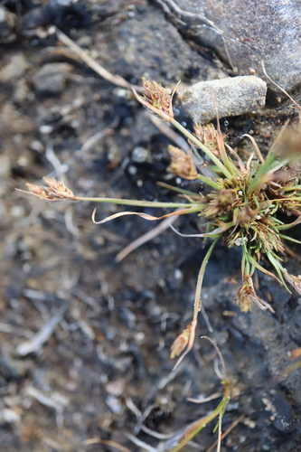 Slender Fimbry (Fimbristylis autumnalis)