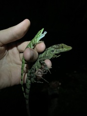 Anolis aequatorialis