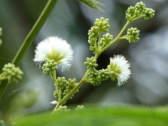 Senegalia polyphylla