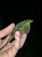 Anolis aequatorialis