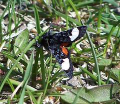 Psychomorpha epimenis