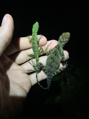 Anolis aequatorialis