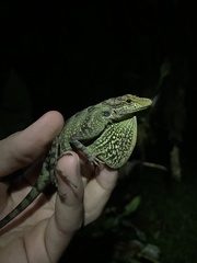 Anolis aequatorialis