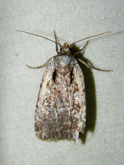 Eueretagrotis attentus