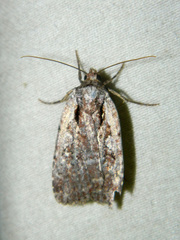 Eueretagrotis attentus