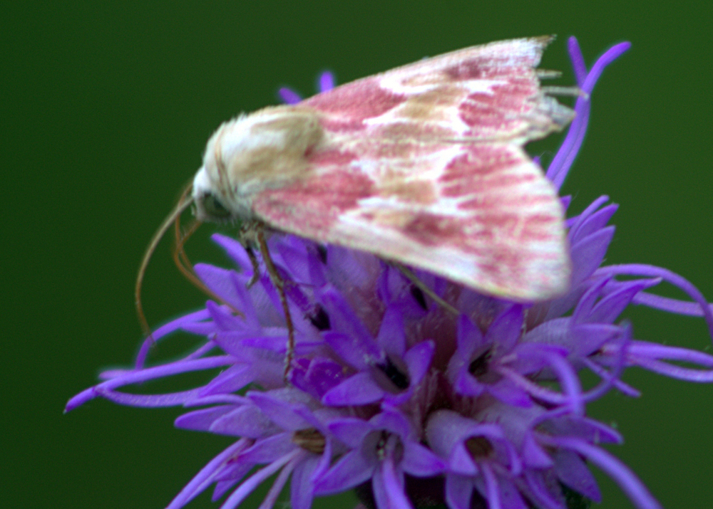 blazingstar flower moth