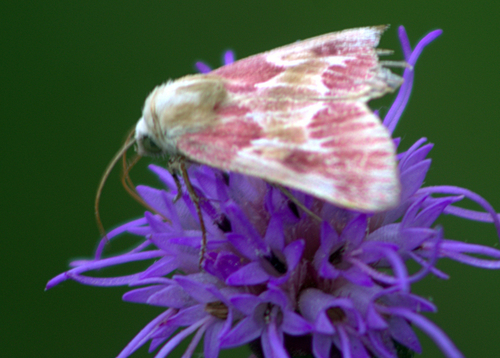 blazingstar flower moth