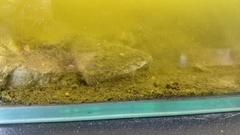 Rhinogobius rubromaculatus