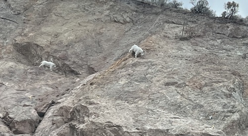 Mountain Goat