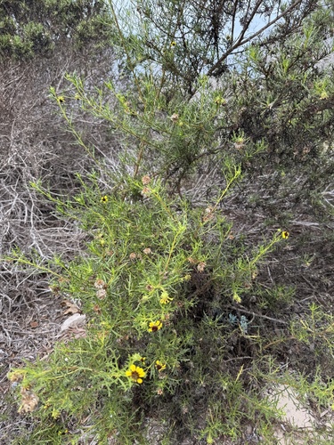 Encelia ventorum, photograph 1