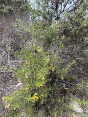 Encelia ventorum