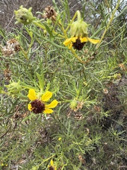 author not stated, no rights reserved Encelia ventorum, photograph author not stated, no rights reserved