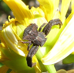 Thomisus scrupeus