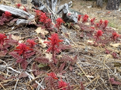 Pedicularis densiflora aurantiaca
