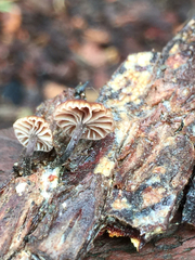 Micromphale arbuticola