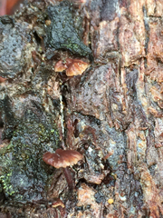 Micromphale arbuticola