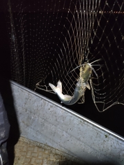 Hypophthalmus marginatus